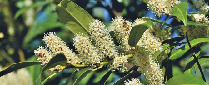 Kirschlorbeer im Garten: Warum Experten abraten und welche Sträucher besser sind 2 cherry laurel, laurel cherry, laurel, shrub, bush, blossom, bloom, inflorescence, ornamental shrub, bloom, evergreen, plant, nature, cherry laurel, laurel, laurel, laurel, laurel, laurel