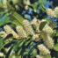 cherry laurel, laurel cherry, laurel, shrub, bush, blossom, bloom, inflorescence, ornamental shrub, bloom, evergreen, plant, nature, cherry laurel, laurel, laurel, laurel, laurel, laurel