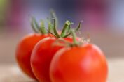 tomatoes, vegetable, food, fruit, produce, healthy, nourishment, red tomatoes, fresh, harvest, organic, closeup, tomatoes, tomatoes, tomatoes, vegetable, food, food, food, food, food, fruit, fruit