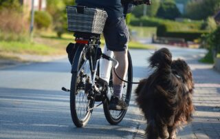 Rechtsfahrgebot für Radfahrer: Diese Regeln kennen die wenigsten 2 bicycle, pet, cycling, dog, domestic animal, bicycle leash holder, animal, companion, spout, cycling tour, ride, run along, bicycle leash, running, go for a ride