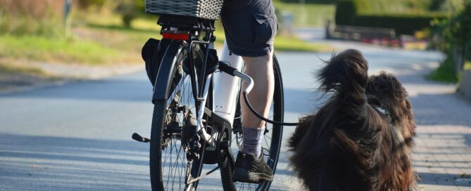 bicycle, pet, cycling, dog, domestic animal, bicycle leash holder, animal, companion, spout, cycling tour, ride, run along, bicycle leash, running, go for a ride