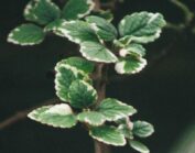 Close-up of vibrant green Plectranthus leaves with variegated edges on a vertical stem.