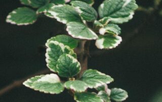 Close-up of vibrant green Plectranthus leaves with variegated edges on a vertical stem.
