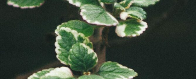 Close-up of vibrant green Plectranthus leaves with variegated edges on a vertical stem.