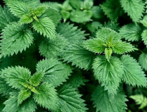 Wildkräuter sammeln für Anfänger: So findest und nutzt du essbare Pflanzen vor deiner Haustür