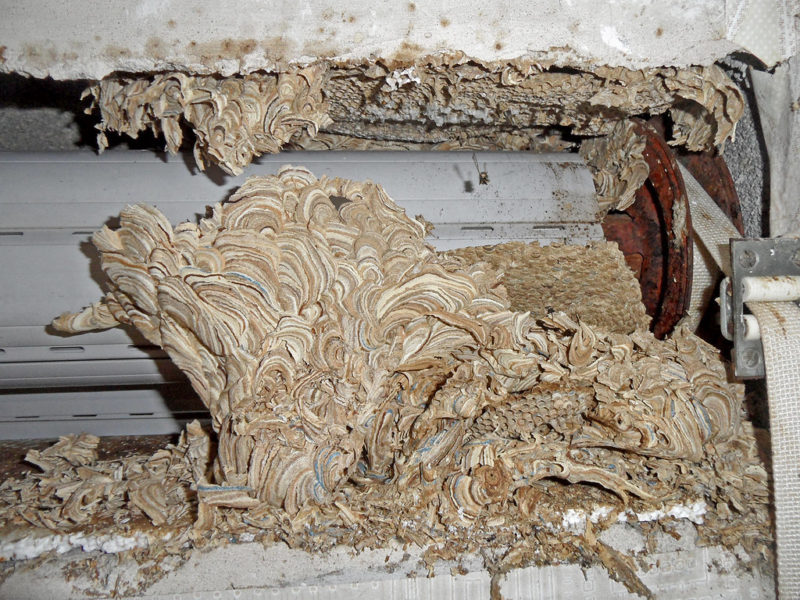 Wie Halte Ich Wespen Vom Rolladenkasten Fern Wespen im Rollladenkasten bekämpfen: Das dürfen Sie tun - Wissensstoff